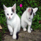 Cat Sound Games 23 icon