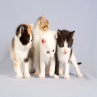 Cat Sound Games 24 icon