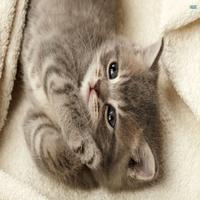 Cat Sound Games 24 screenshot 1