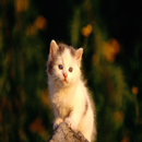 Cat Sound Games 30 APK