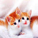 Cat Sound Games 31 APK