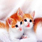 Cat Sound Games 31 icon