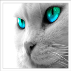 Cat Sound Games 3 icon