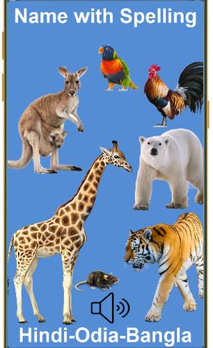 Animal Name App En-Hindi-Odia-Bangla with Spelling APK for Android Download