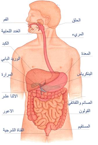الجهاز الهضمي Digestive System For Android Apk Download