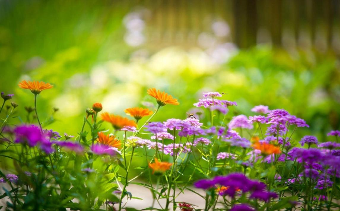 coloring-the-flower-garden-for-android-apk-download