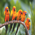 Bird Sounds