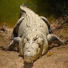 Crocodile ID أيقونة