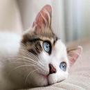 Cute Wallpapers aplikacja