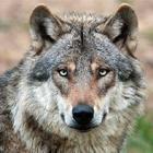 Wolf Barking Sound-icoon