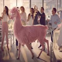 Crazy Pink Llama dancing Affiche