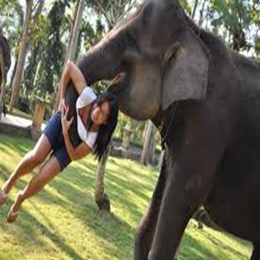 Bali Elephant Live Feed Webcam and Chat for Android - APK Download