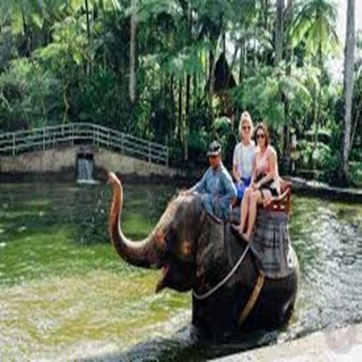 Bali Elephant Live Feed Webcam and Chat for Android - APK Download
