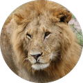 Sound of Wild Africa