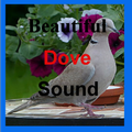 Beautiful Dove Sounds