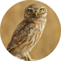 Sound of a bird park