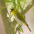 Kicau Tiga Burung