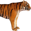 APK Tiger 3D