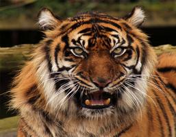 Tiger Photo Frame Affiche
