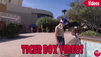 Tiger Box Videos Affiche