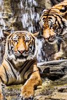 The Tiger Wallpaper स्क्रीनशॉट 1