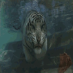 Tiger In Water Live Wallpaper