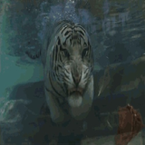 Tiger In Water Live Wallpaper icône