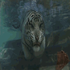 Tiger In Water Live Wallpaper simgesi