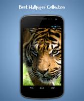 Tiger Live Wallpaper ảnh chụp màn hình 1