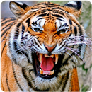 Tigers Live Wallpaper APK