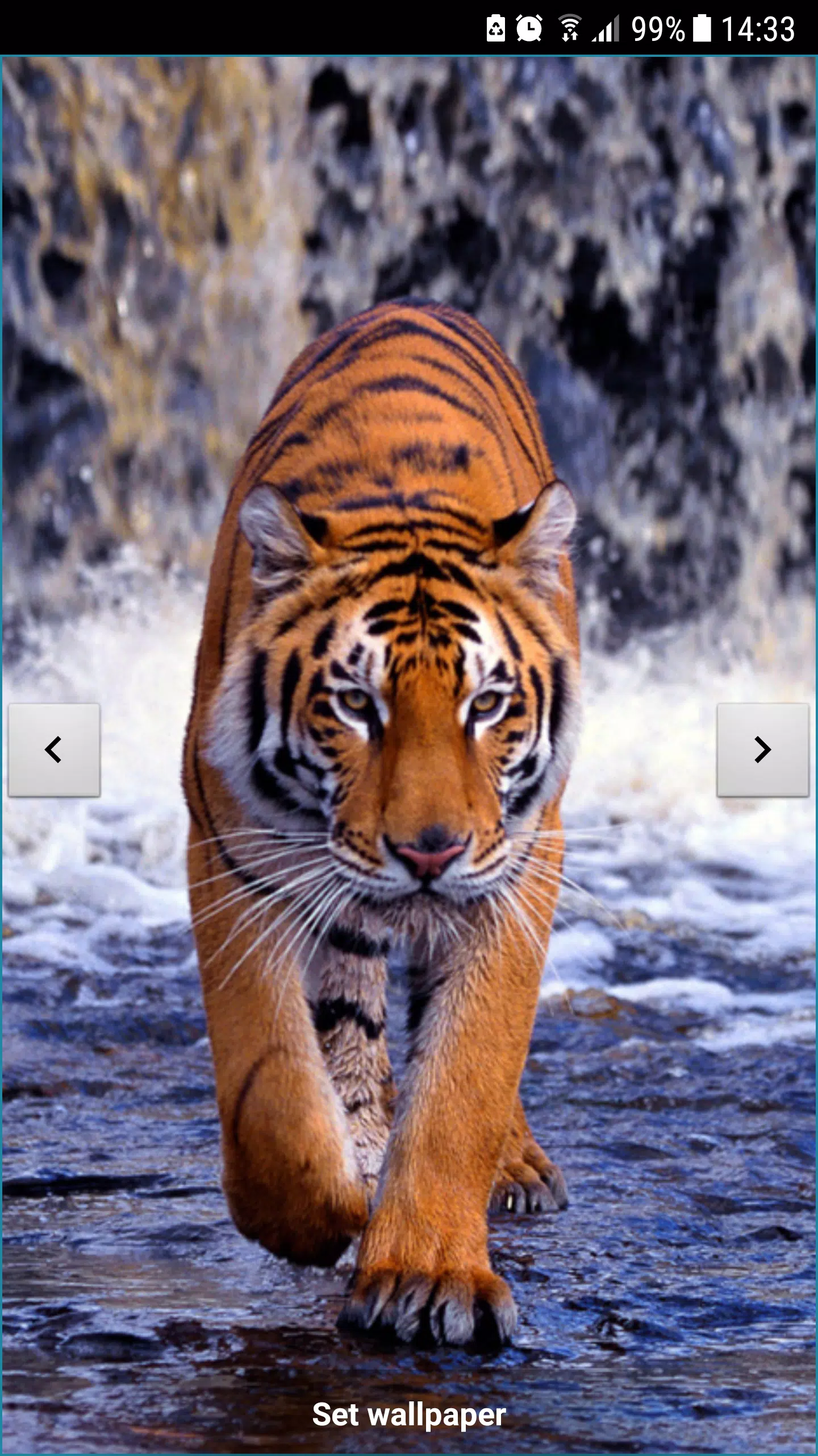 Tigers Live Wallpaper APK for Android Download