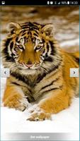 Tigers Live Wallpaper اسکرین شاٹ 1