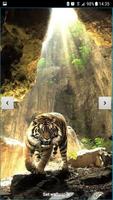 Tigers Live Wallpaper اسکرین شاٹ 3