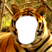 ”Tiger Photo Montage