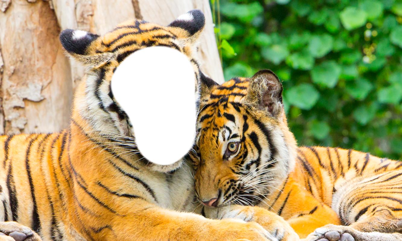 Top Download Gambar Harimau Bergerak Goodgambar