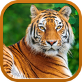 Wild Tiger Wallpaper