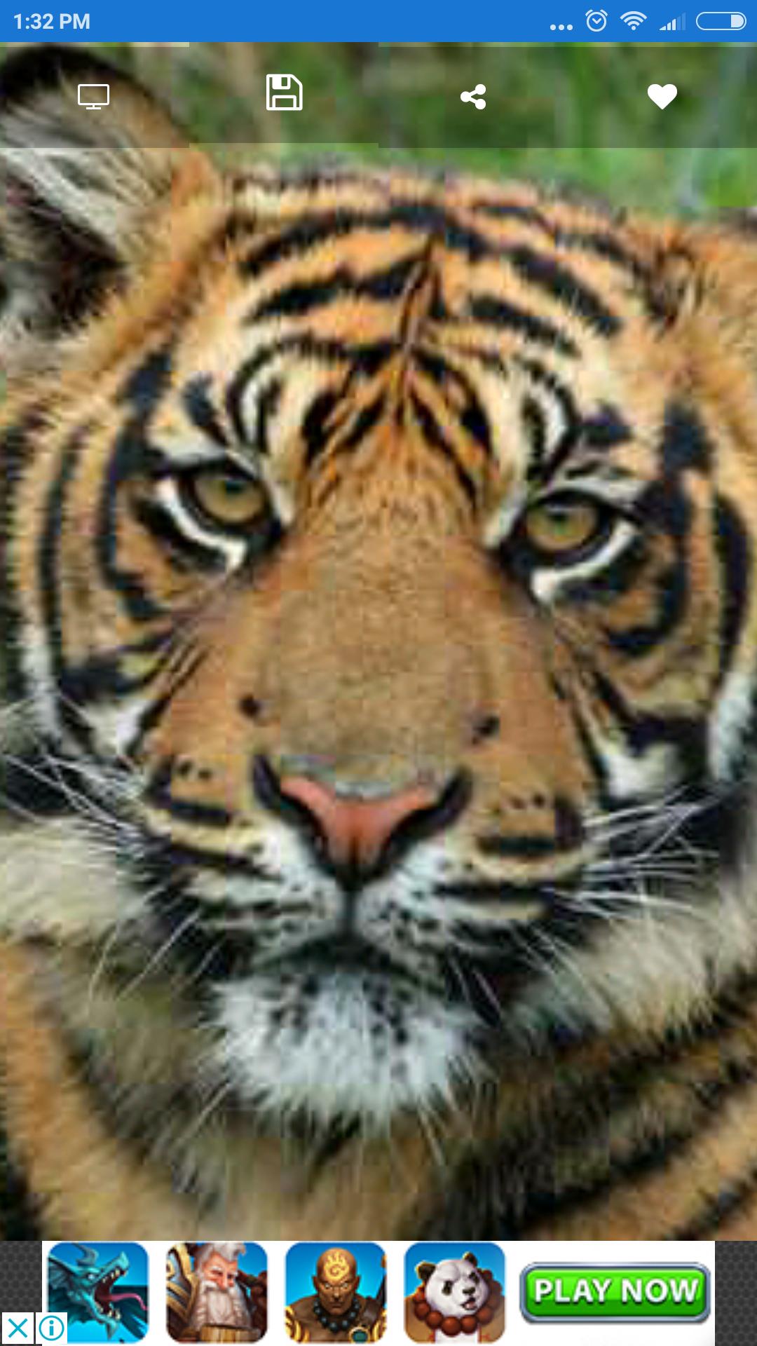  Android   Tiger  Wallpaper  HD  APK  