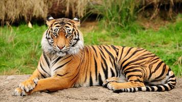 Tiger Wallpaper 截图 3