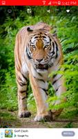 Tiger Wallpaper ポスター