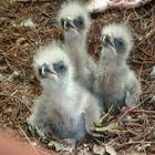 Eagle Nest Cam Zeichen