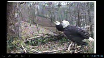 Poster Eagle Nest Cam