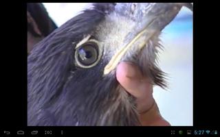 Eagle Nest Cam Ekran Görüntüsü 1
