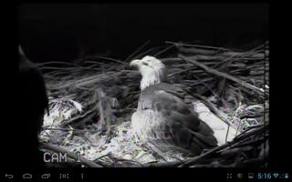 Eagle Nest Cam تصوير الشاشة 2