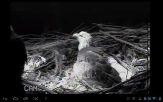 Eagle Nest Cam capture d'écran 2