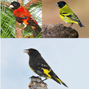 Bird Chirping Of Siskin APK