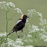 Bobolink Bird Sound 图标
