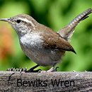 Canto de Bewiks Wren APK