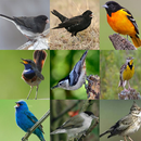 Canto De Pajaro Completo APK