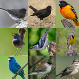 Canto De Pajaro ícone