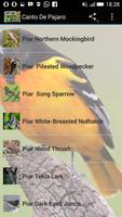 Canto De Pajaro imagem de tela 3